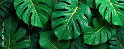 Luxury gold leaf & green monstera pattern, vector illustration, botanical pattern, green leaves