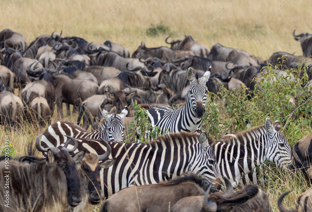 Naklejka premium Zebras among herd of Wildebeest in Masai Mara National Park in East Africa Kenya KEN
