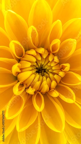 Wallpaper Mural Close-up of a vibrant yellow flower showcasing intricate petals spiraling towards a dark center. Bright color, intricate details Torontodigital.ca