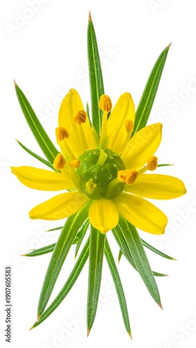Wallpaper Mural Close-up of a vibrant yellow flower with radiating petals and slender green leaves, isolated against a white background Torontodigital.ca