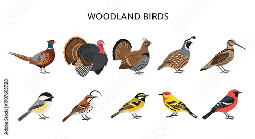 Illustration of ten different species of woodland birds arranged in two rows