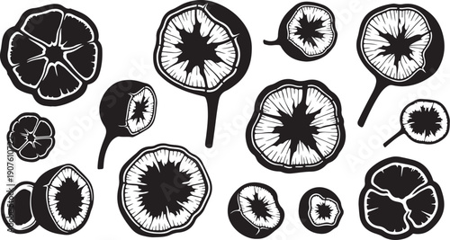 Black and white illustration of various citrus fruit slices