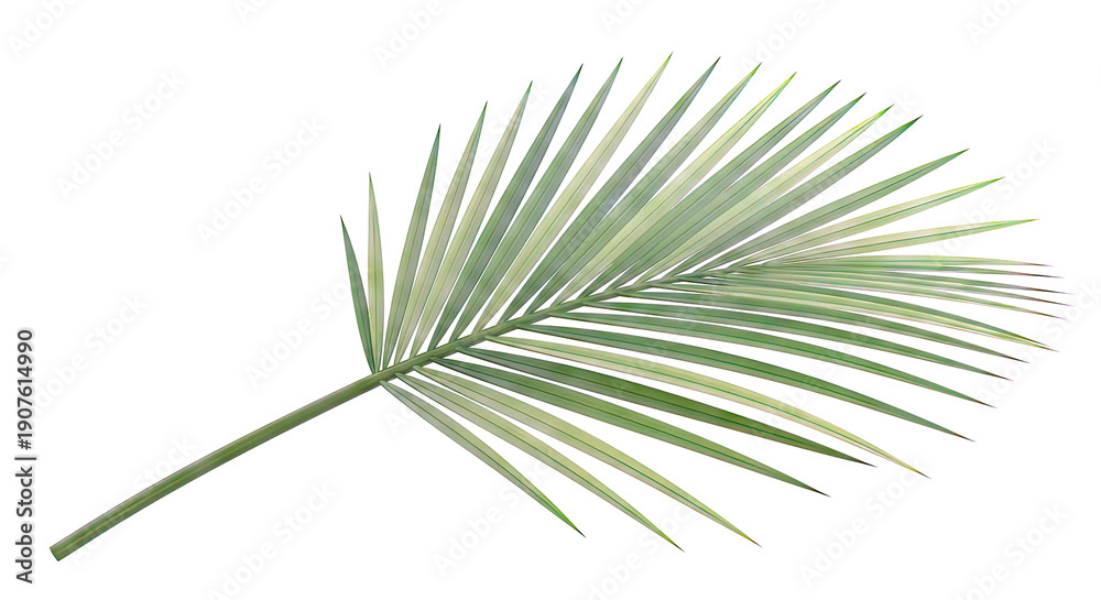 Obraz premium Green palm leaf on a light gray background
