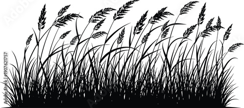 Black tall grass and wild reed silhouettes isolated on white background, cad drawing flat vector illustration for nature landscape design.