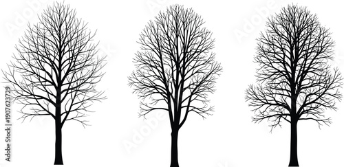 Collection of black leafless winter tree silhouettes isolated on white background, cad drawing flat vector illustration for landscape and architecture.