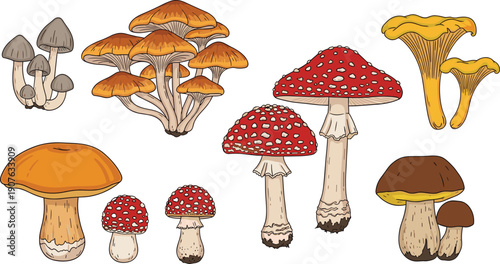 Mushroom illustration set, detailed forest fungi collection with amanita chanterelle boletus, edible and poisonous mushrooms, botanical nature clipart design