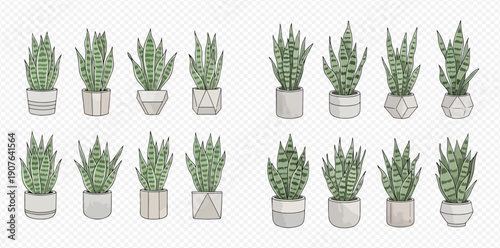 Set of potted snake plants in various styles, isolated on a transparent background, perfect for home decor and interior design projects.
