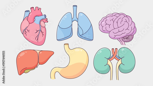 Illustration of human organs including heart, lungs, brain, liver, stomach, and kidneys in a flat design