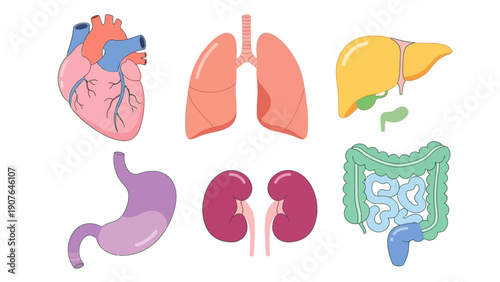 Illustration of Human Organs including Heart, Lungs, Liver, Kidneys, Stomach, and Intestines in a Medical Context