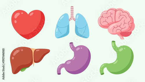 Illustration of human organs including heart, lungs, brain, liver, stomach, and intestine in a simple graphic style
