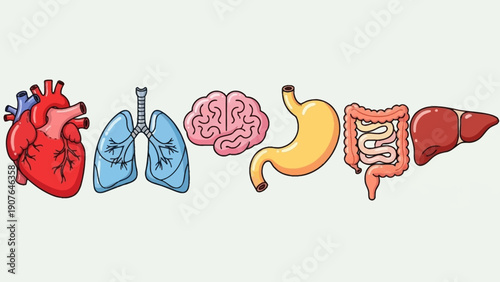 Illustration of human organs including heart, lungs, brain, stomach, and intestines in a side view