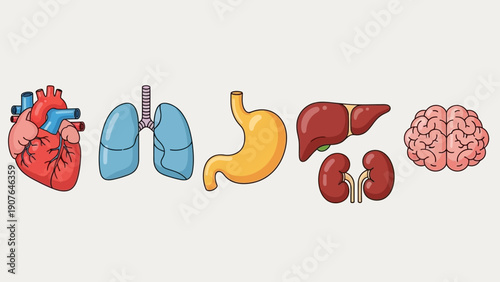 Human Organs Illustration Featuring Heart, Lungs, Stomach, Liver, Kidneys, and Brain in a Row