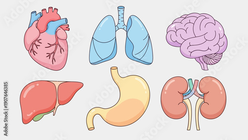 Human organs illustration featuring heart, brain, lungs, liver, and kidneys in a medical diagram