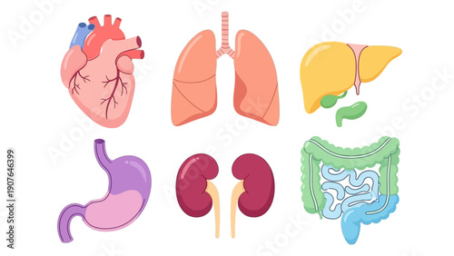 Detailed illustration of human internal organs including heart, lungs, liver, stomach, kidneys, and intestines from a medical viewpoint