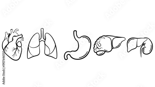 Detailed outline illustrations of human organs including heart, lungs, stomach, liver, and intestines