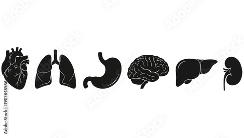 Human Internal Organs Illustration Featuring Heart Lungs Stomach Brain and Other Vital Organs in a Simple Black Silhouette Style