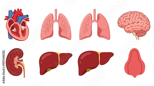 Human organs illustration showcasing various body parts including heart, lungs, liver, kidney, and brain from a medical viewpoint