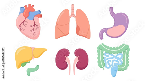 Medical illustration of human organs including heart, lungs, stomach, liver, kidneys, and intestines viewed from a frontal anatomical perspective