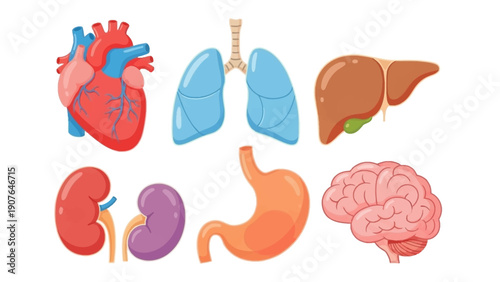Illustration of human organs including heart, lungs, liver, kidneys, stomach, and brain from a medical viewpoint