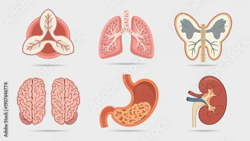 Detailed anatomical illustrations of human organs including lungs, brain, stomach, and kidneys from a medical viewpoint