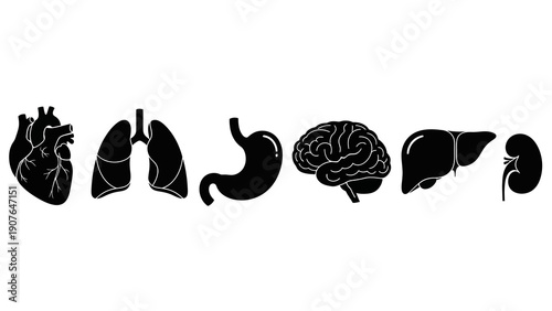 Human Organs Illustration Featuring Heart, Lungs, Stomach, Brain, Liver, and Spleen in a Simple Black Silhouette Style on a White Background