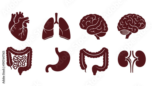 Human Organs Illustration Featuring Heart, Brain, Lungs, Stomach, Intestine, and Kidneys in a Medical Context