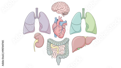 Illustration of human internal organs including brain, heart, lungs, liver, stomach, and intestines in a flat design style from a frontal viewpoint