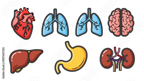 Human Organs Illustration Featuring Heart, Lungs, Brain, Liver, Stomach, and Kidneys in a Clean Visual Representation