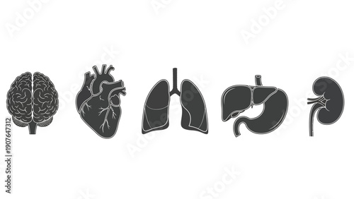 Illustration of human organs including brain, heart, lungs, stomach, and kidney in a line from a medical viewpoint