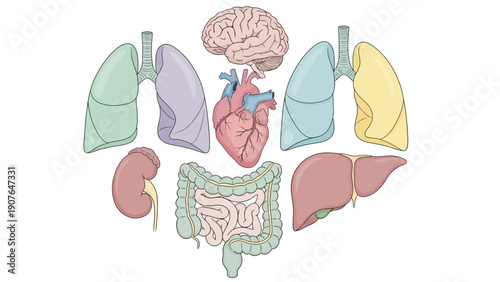 Anatomical illustration of human organs including brain, heart, lungs, kidneys, and intestines in a circular arrangement