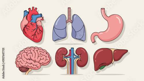 Human Organs Illustration Featuring Brain, Heart, Lungs, Kidneys, Liver, and Stomach in a Detailed Medical Diagram