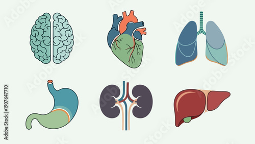 Illustration of human organs including brain, heart, lungs, stomach, kidneys, and liver from a medical viewpoint