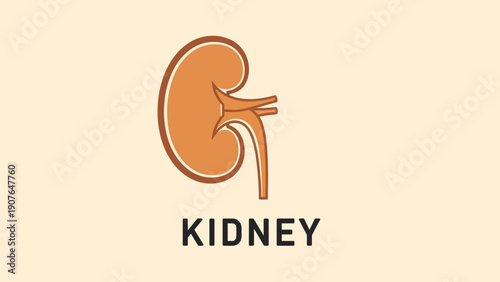 Anatomical illustration of a human kidney from a medical educational viewpoint