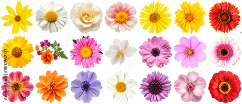 vibrant collection of diverse colorful flowers, including daisies and dahlias, arranged in a grid, photographed with bright clarity on a transparent background.
