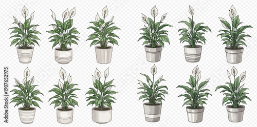 Set of peace lily plants in various pots, vector illustration.