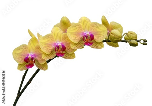 Vibrant yellow and pink orchid flowers blooming on a delicate branch, perfectly isolated against a clean white background, showcasing beauty, studio, petal, yellow