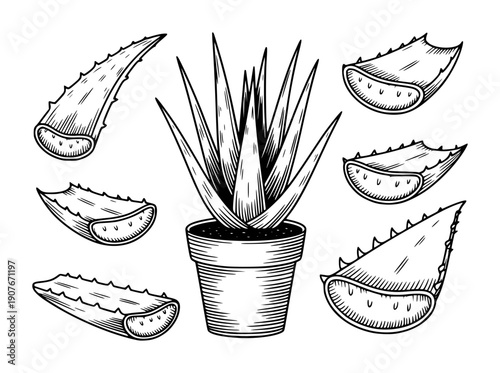 Hand drawn aloe vera plant in pot with sliced leaves botanical