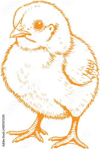 A simple orange illustration of a young chicken on a white background. Vector, illustration