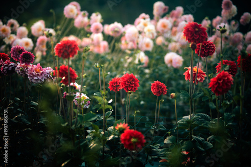 Cuadro en lienzo Vibrant red and pink Dahlia flowers blooming in a moody garden.