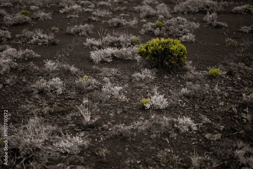 Plantes sauvages poussant sur terrain volcanique, Piton de la Fournaise