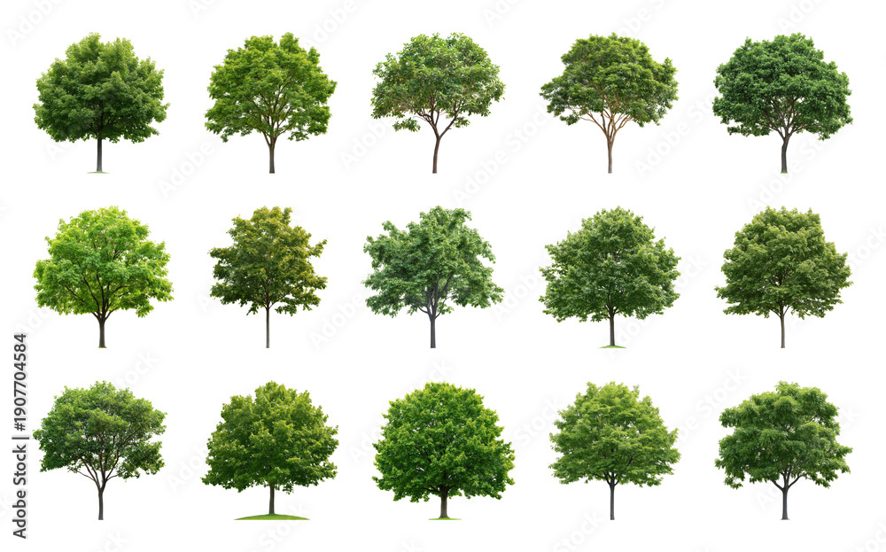 Fototapeta premium PNG Diverse green tree element set on transparent background