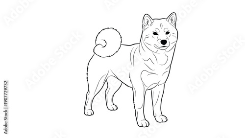Beautiful black and white line art illustration of a proud shiba inu dog standing alert with its characteristic curled tail.