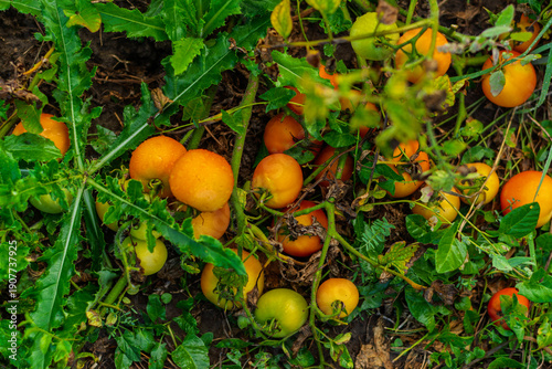 Cluster of ripe orange tomatoes growing on garden vine outdoors