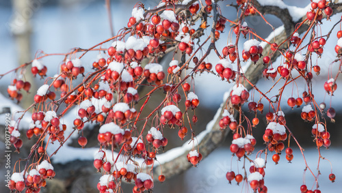 Snowy Red Berry Clusters on Winter Branches