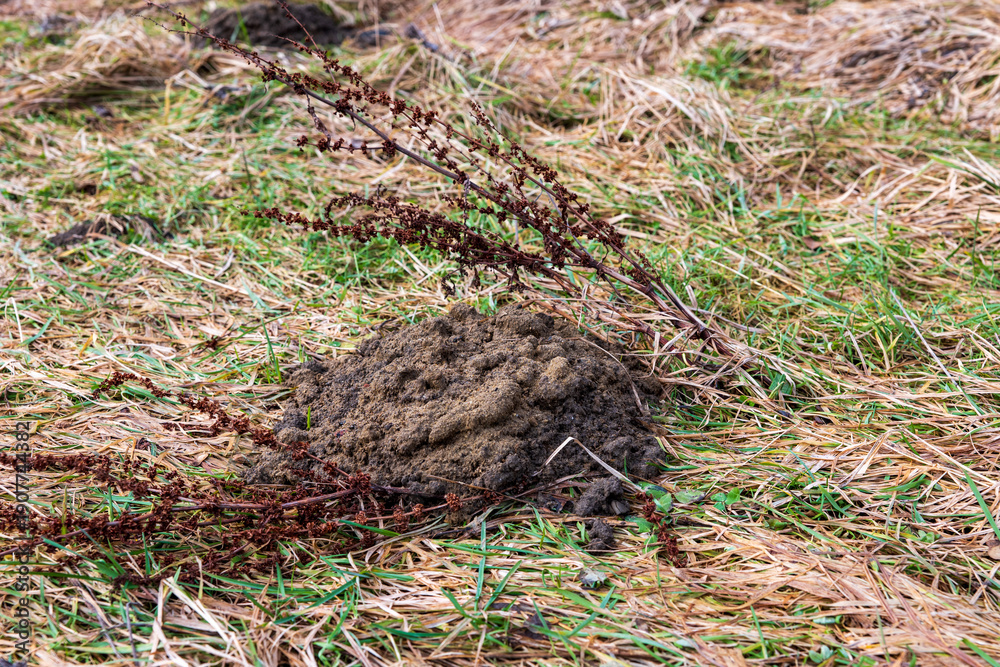 Obraz premium Close-up of molehill on grassy ground with dry vegetation, showing soil mound formed by burrowing animal in garden or field, natural outdoor environment.