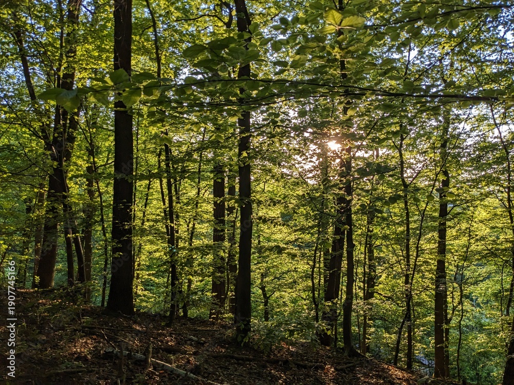 Obraz premium forest in the morning
