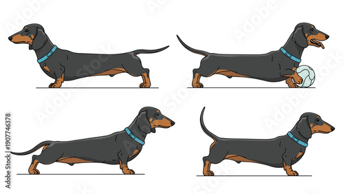 Detailed set of four dachshund dog illustrations showing the long-bodied breed in various active and resting poses along a simple ground line.