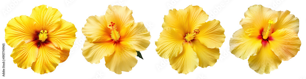 Obraz premium PNG Vibrant yellow hibiscus flowers, element set on transparent background