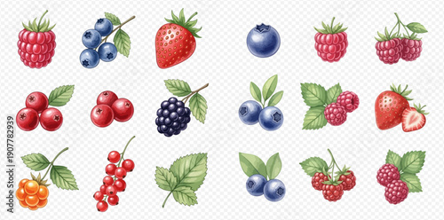 Watercolor illustration set of various fresh berries including blueberries, raspberries, strawberries, cranberries, blackberries, and redcurrants.