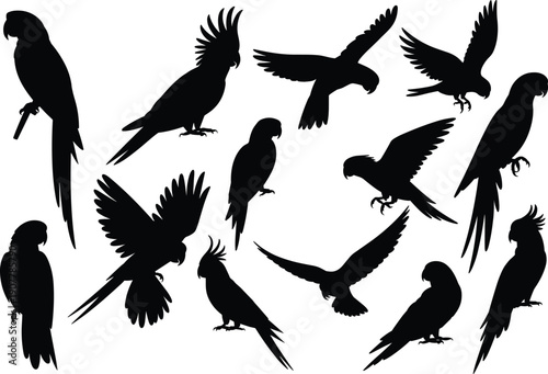 Set of parrot silhouettes including macaws and cockatoos in flying and perched poses isolated on white background for tropical bird and nature designs